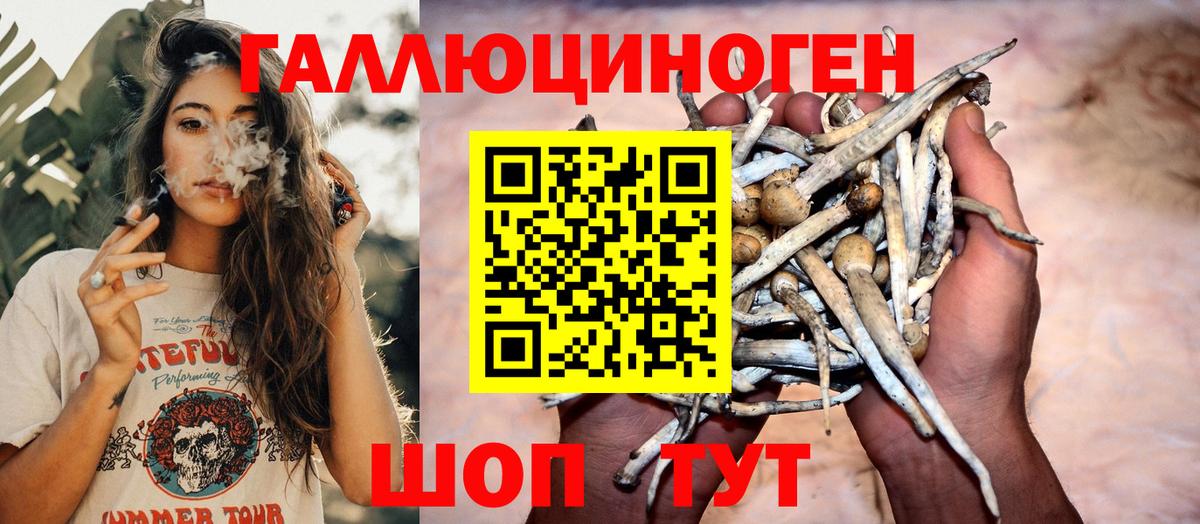 Можга  Псилоцибиновые грибы Cubensis  Вход с VPN 